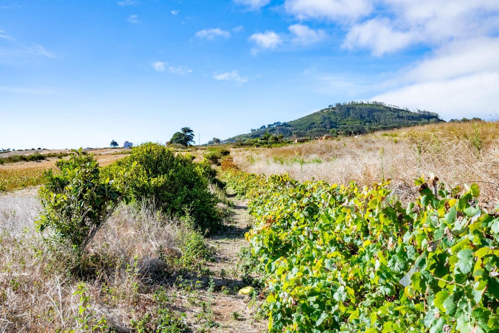 Undeveloped Land for sale in San Cristobal de La Laguna - € 99,000 (Ref: 9301092)