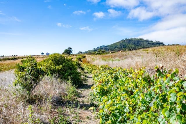 Undeveloped Land for sale in San Cristóbal de La Laguna - € 99,000 (Ref: 9301092)