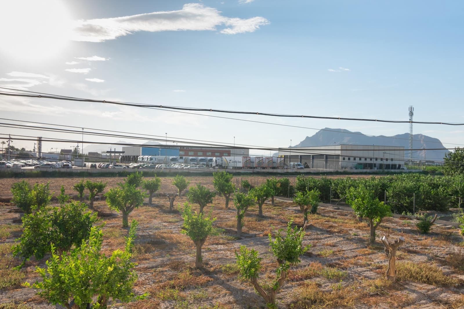 Azienda in vendita in Benejuzar - 79.900 € (Rif: 9462269)