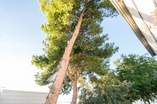 5 chambre Local Commercial à vendre à Redován - 299 900 € (Ref: 9462584)