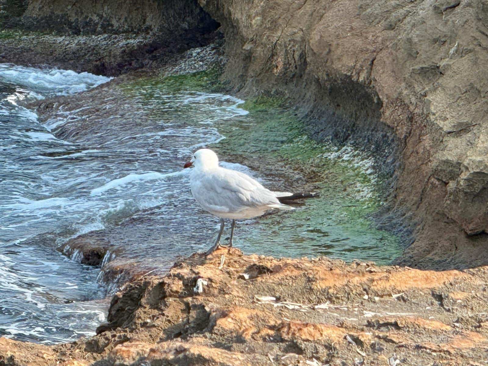 3 bedroom Villa for sale in Torrevieja with pool - € 179,900 (Ref: 9508904)