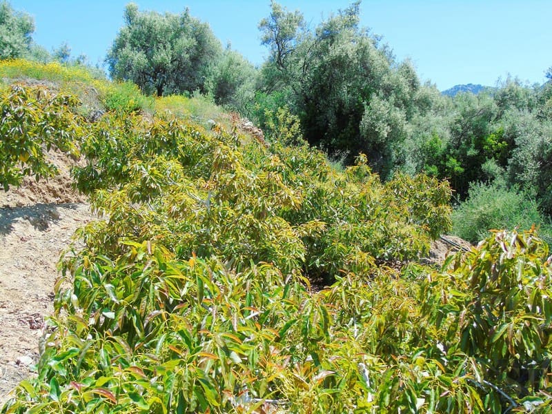 Finca/Landehus til salg i Canillas de Albaida - € 134.000 (Ref: 4616867)