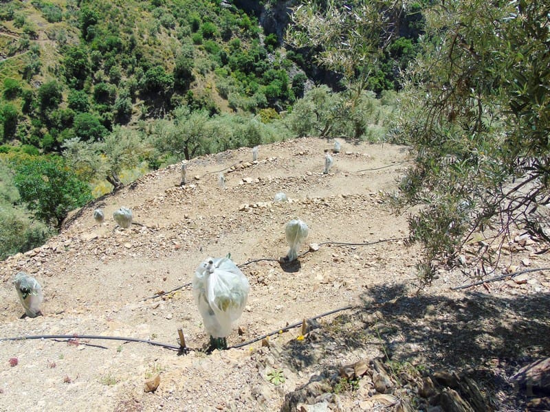 Finca/Landehus til salg i Canillas de Albaida - € 134.000 (Ref: 4616867)