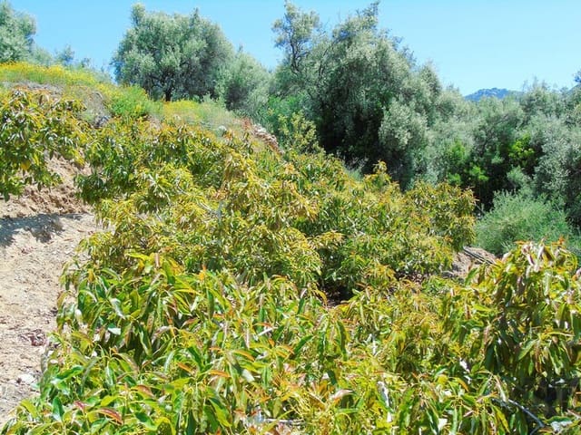 Finca/Landehus til salg i Canillas de Albaida - € 134.000 (Ref: 4616867)