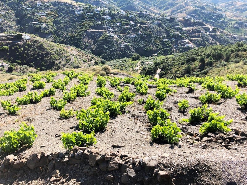 Grunde uden byggetilladelser til salg i Competa - € 229.000 (Ref: 4651460)