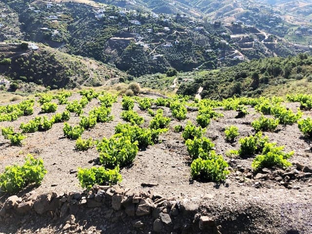 Mark till salu i Cómpeta - 229 000 € (Ref: 4651460)