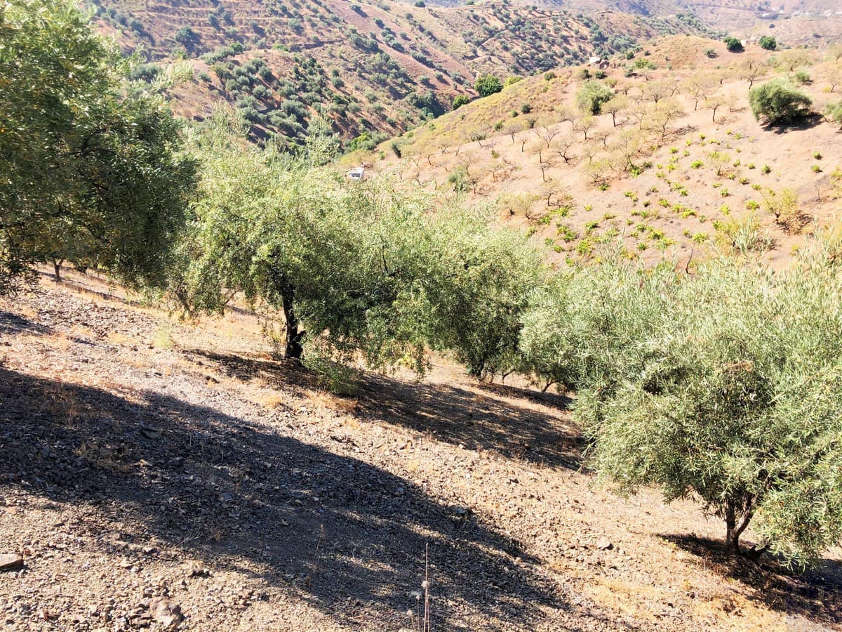 Grunde uden byggetilladelser til salg i Sedella - € 95.000 (Ref: 5566854)