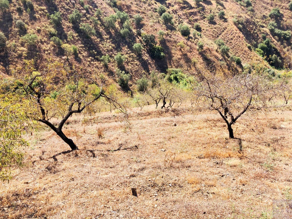 Terreno/Finca Rústica en Sedella en venta - 40.000 € (Ref: 5566856)