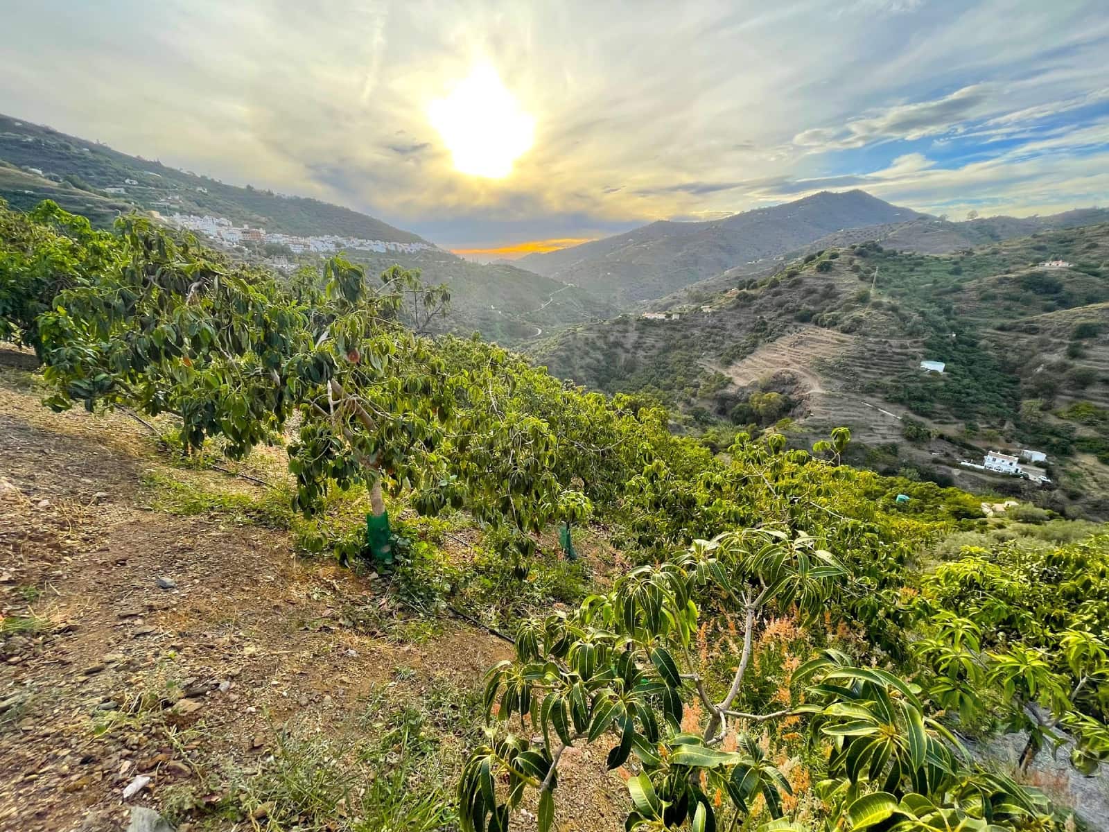 Finca/Hus på landet till salu i Sayalonga - 169 000 € (Ref: 7991711)