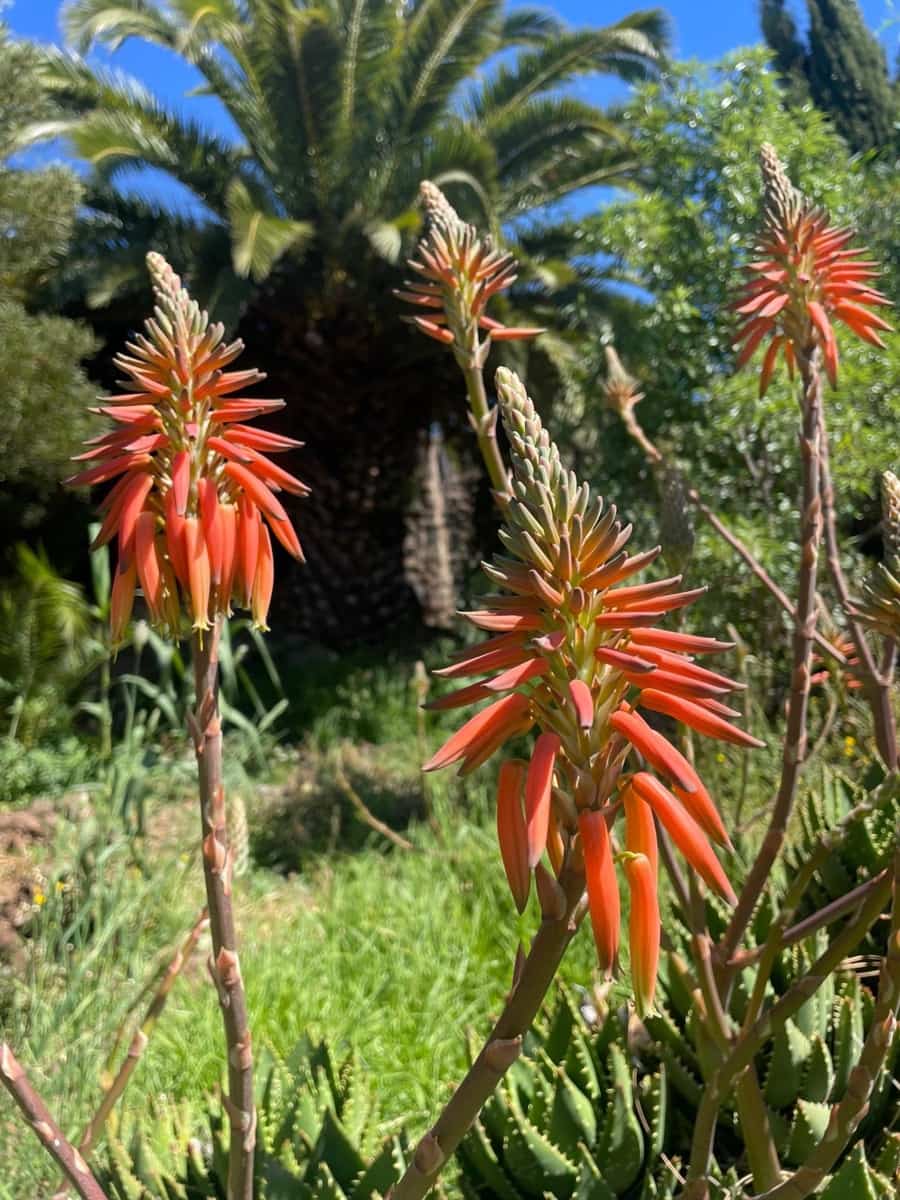 2 soveværelse Finca/Landehus til salg i Ingenio med swimmingpool - € 669.000 (Ref: 8625067)