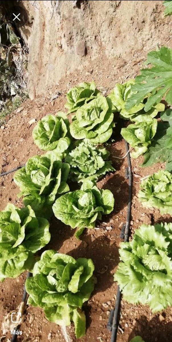 4 soveværelse Hulehus til salg i Vega de San Mateo - € 112.000 (Ref: 9317992)