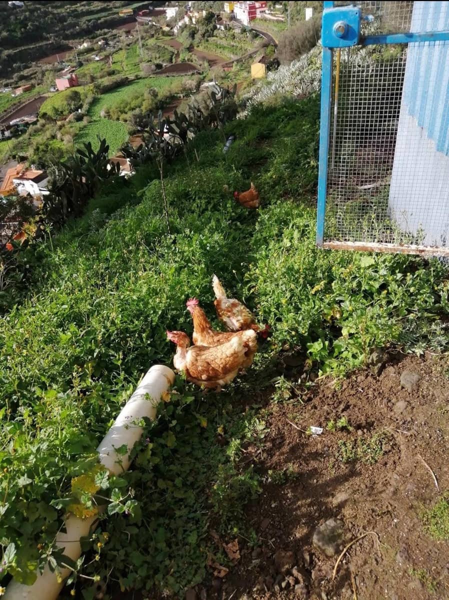 4 chambre Maison Troglodyte à vendre à Vega de San Mateo - 106 000 € (Ref: 9317992)