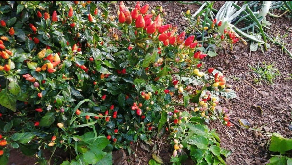 4 chambre Maison Troglodyte à vendre à Vega de San Mateo - 106 000 € (Ref: 9317992)