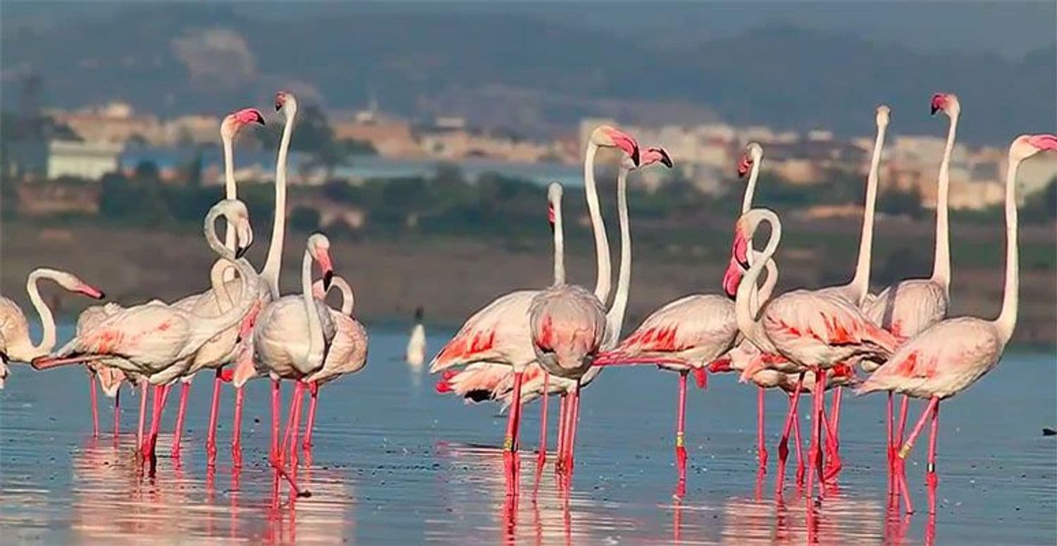 2 bedroom Apartment for sale in Torrevieja with garage - € 325,000 (Ref: 9341793)