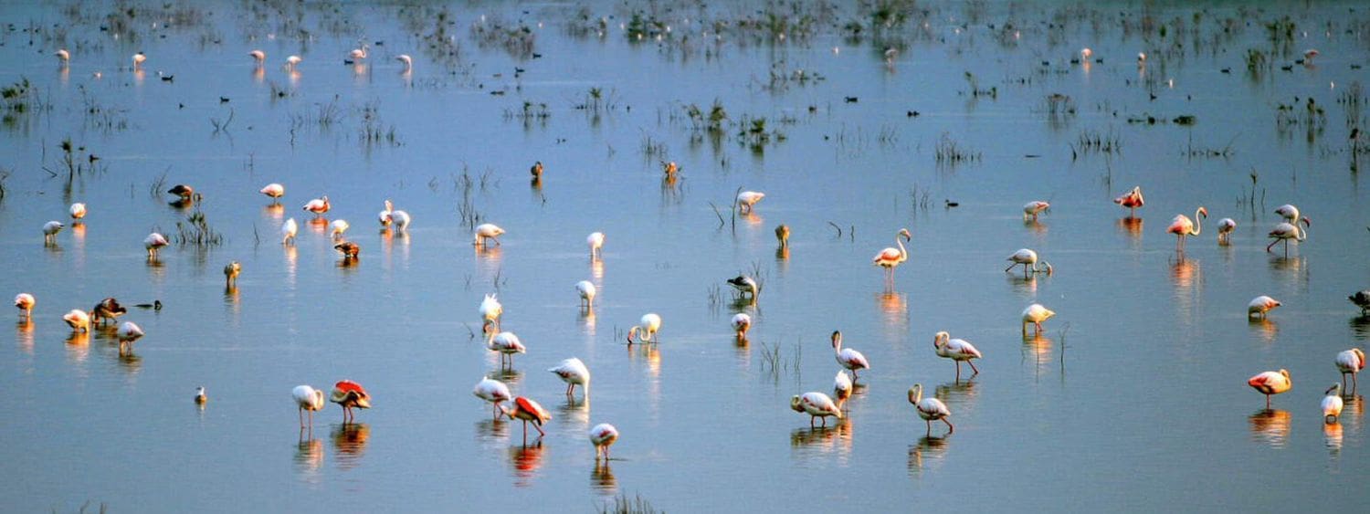 2 sovrum Lägenhet till salu i La Marina med pool garage - 296 000 € (Ref: 9585404)