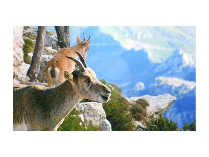 Finca/Landehus til salg i Alfara de Carles - € 179.000 (Ref: 3731021)