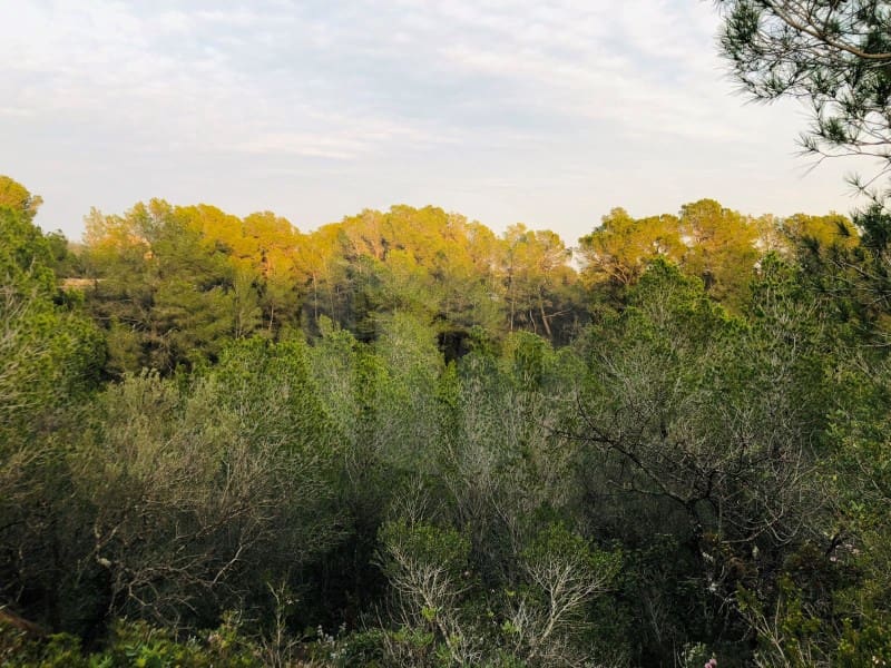 1 Zimmer Finca/Landgut zu verkaufen in Tortosa - 37.500 € (Ref: 4998127)