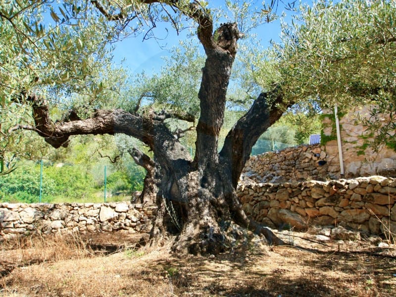 2 soveværelse Finca/Landehus til salg i Amposta - € 380.000 (Ref: 8399618)