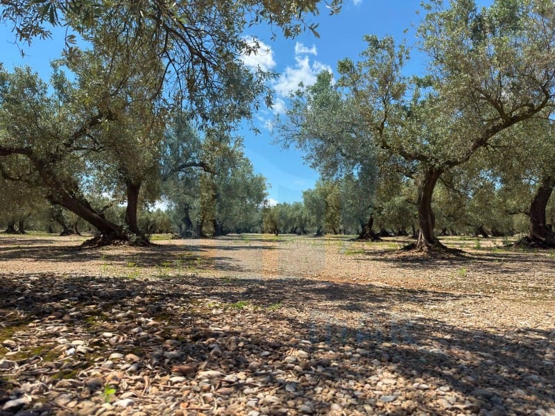 1 soveværelse Finca/Landehus til salg i Mas de Barberans - € 75.000 (Ref: 9966381)