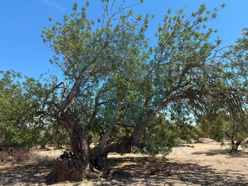 1 soveværelse Finca/Landehus til salg i Mas de Barberans - € 75.000 (Ref: 9966381)