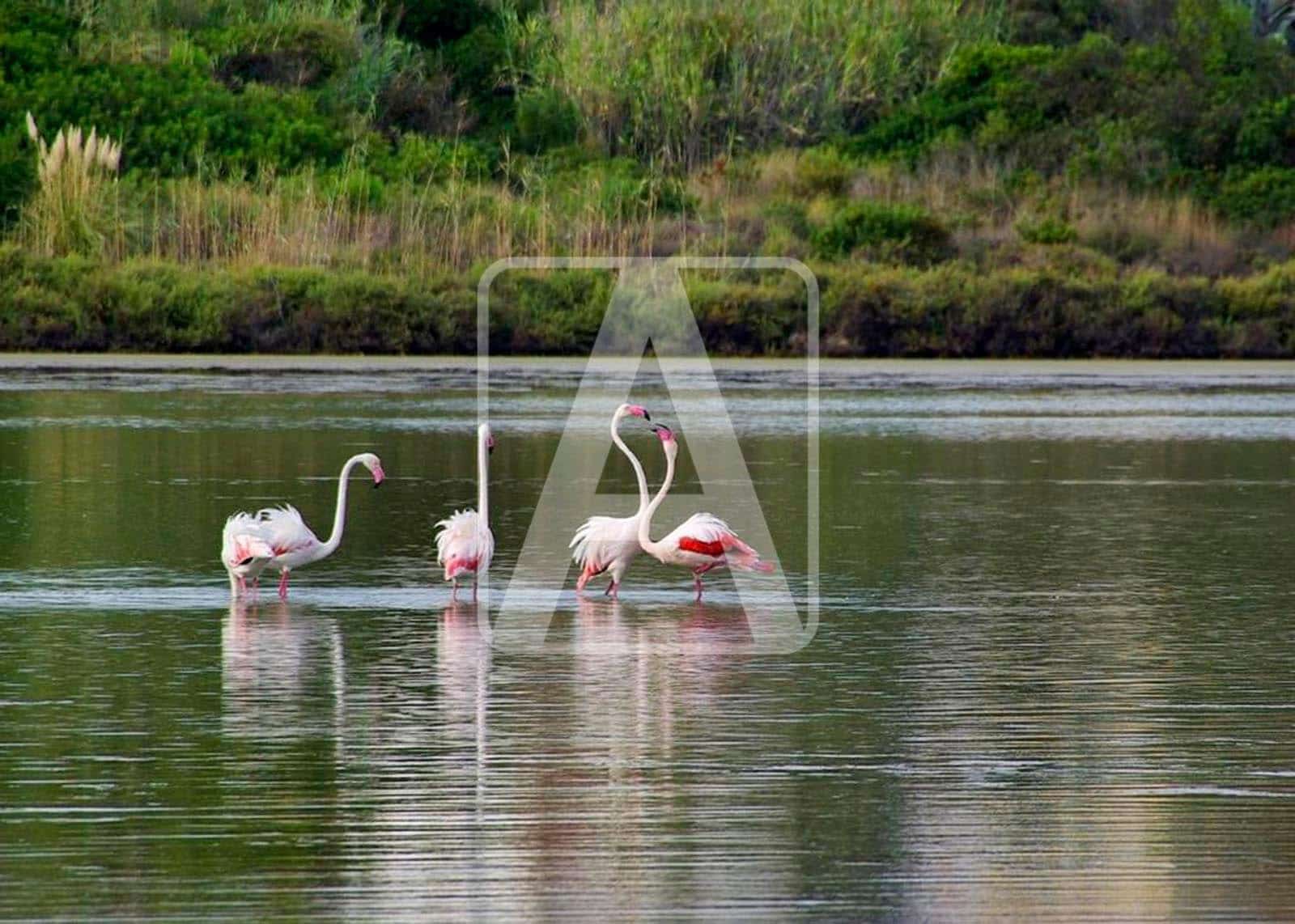 Building Plot for sale in Calpe / Calp - € 158,000 (Ref: 4069501)