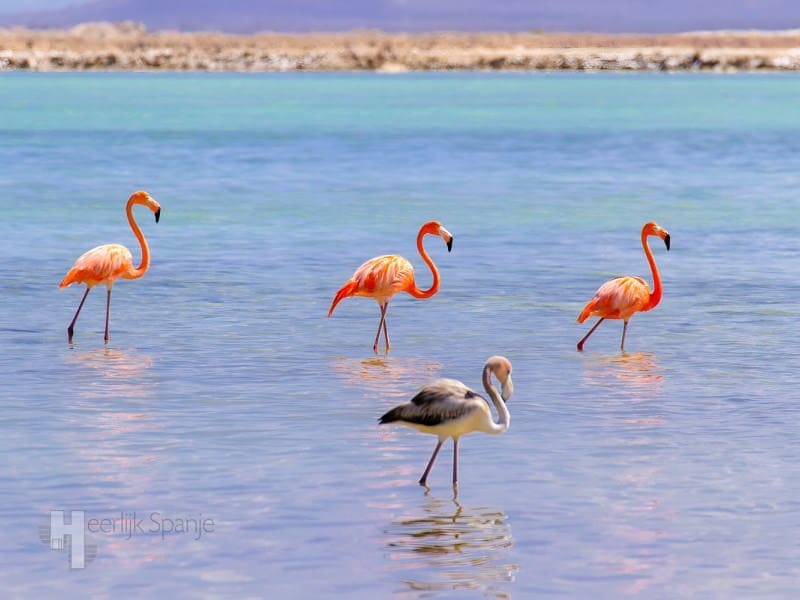 2 bedroom Apartment for sale in Lo Pagan - € 235,000 (Ref: 9715619)