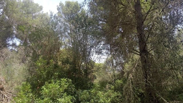 Finca/Casa di Campagna in vendita in Algaida con garage - 160.000 € (Rif: 9558822)