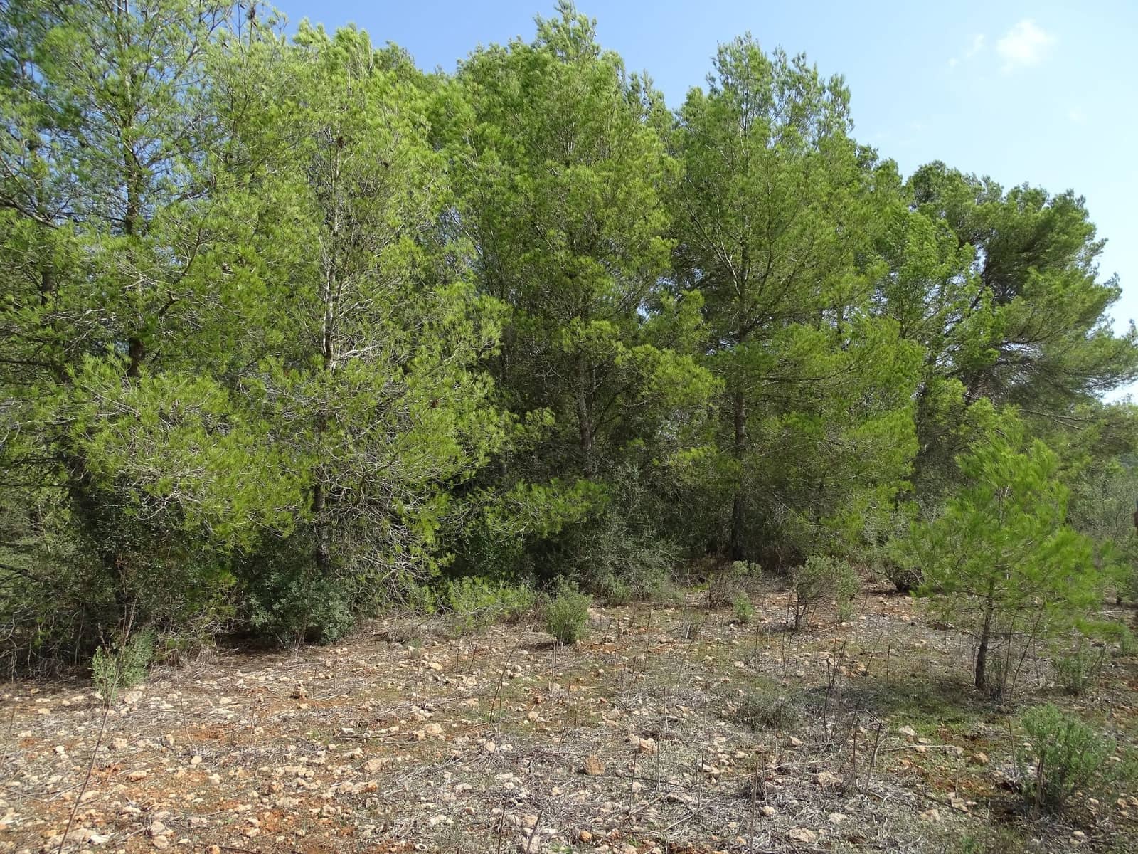 Finca/Casa di Campagna in vendita in Algaida - 122.000 € (Rif: 9585890)