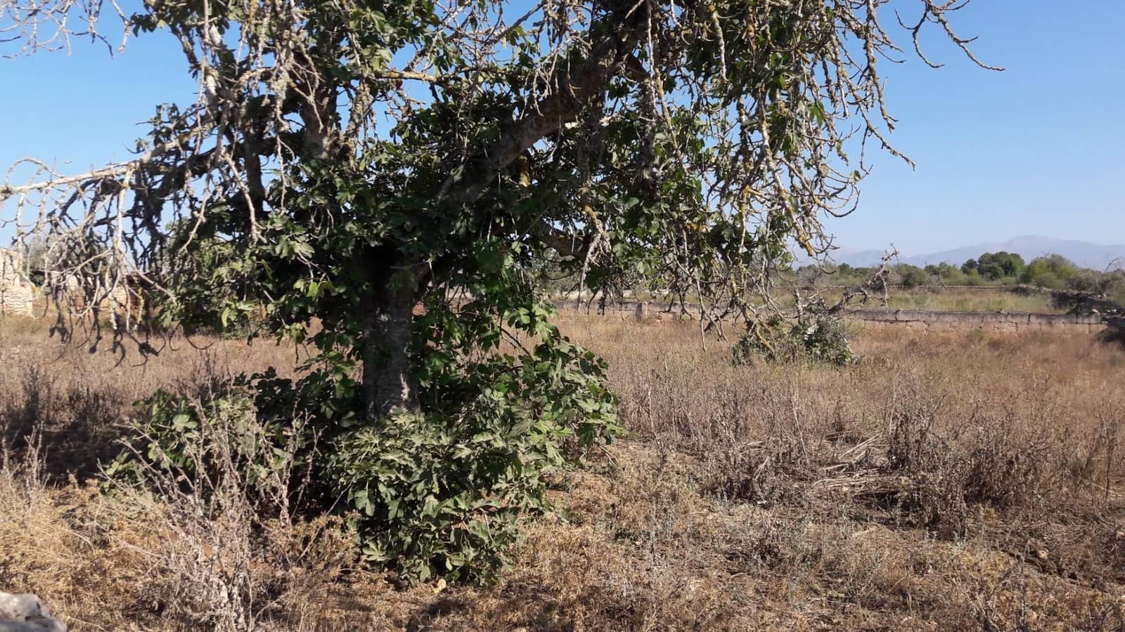 Quinta/Casa Rural para venda em Algaida com garagem - 539 000 € (Ref: 9679556)