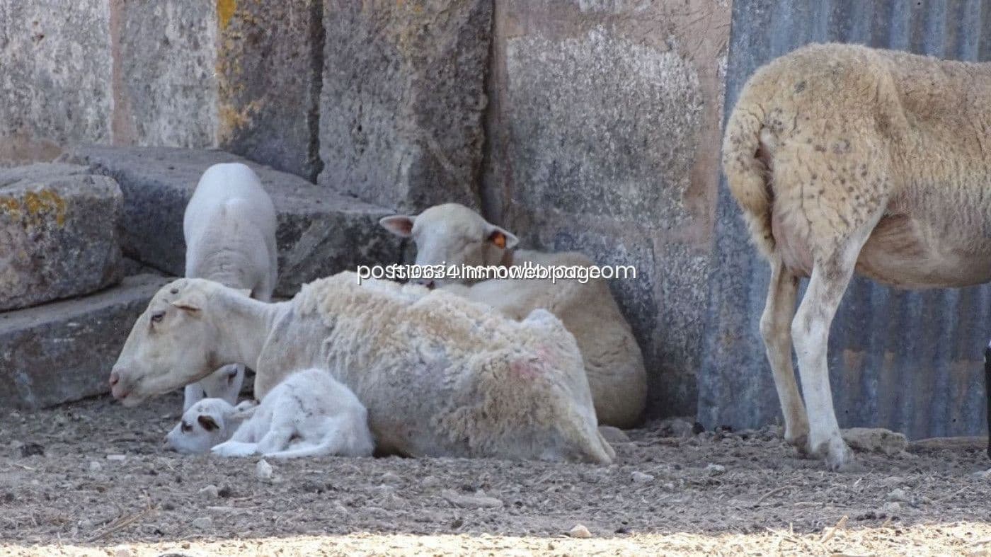 3 chambre Finca/Maison de Campagne à vendre à Maria de la Salud / Maria de la Salut avec garage - 270 000 € (Ref: 9765224)