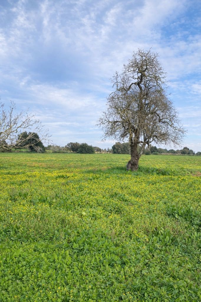 7 soverom Finca/Herregård til salgs i Algaida med garasje - € 1 175 000 (Ref: 9765232)