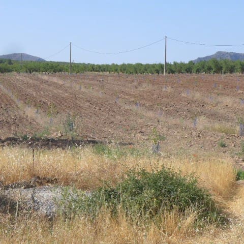 5 slaapkamer Finca/Landhuis te koop in Chirivel - € 69.950 (Ref: 7240572)