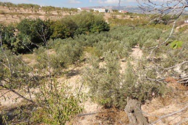 5 quarto Casa de Caverna para venda em Fatima - 99 995 € (Ref: 8598615)