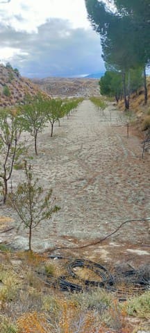 Undeveloped Land for sale in Benamaurel - € 25,000 (Ref: 8598616)