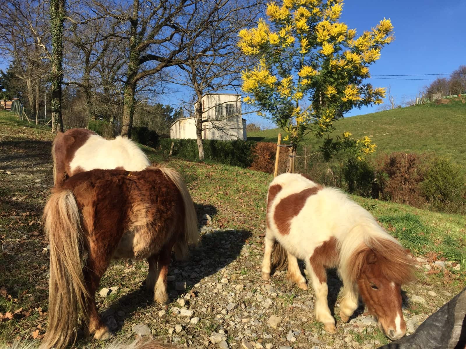 4 soveværelse Semi-Rækkehus til salg i Hondarribia med swimmingpool garage - € 1.600.000 (Ref: 7739226)