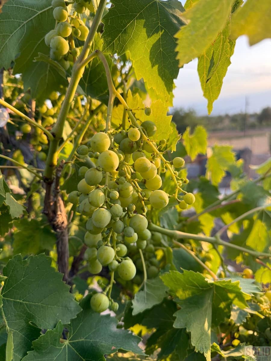 1 bedroom Apartment for rent in Lliria with pool garage - € 1,200 (Ref: 9419284)