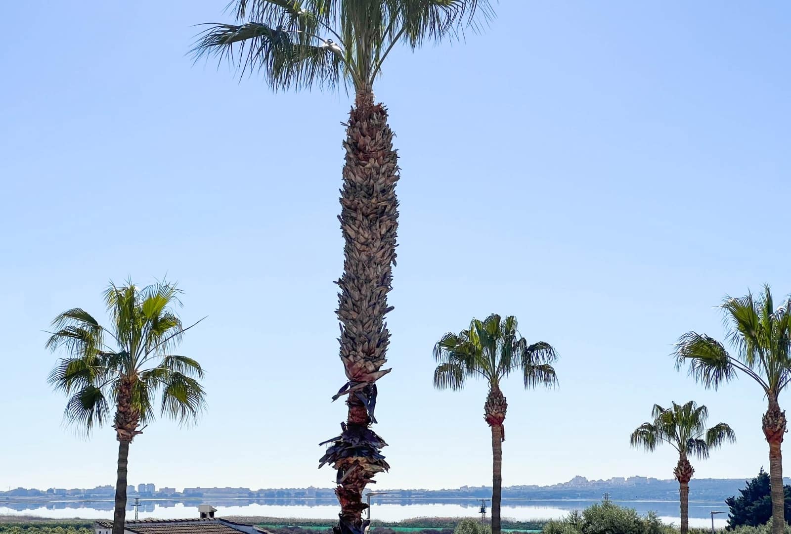 5 sypialnia Willa na sprzedaż w Ciudad Quesada z basenem - 599 900 € (Ref: 9471589)