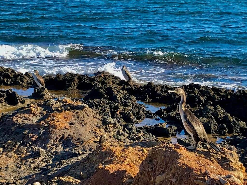 3 soveværelse Villa til salg i Denia med swimmingpool - € 750.000 (Ref: 6441340)