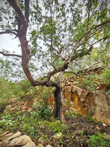 Tomt till salu i El Montgó, Dénia - 100 000 € (Ref: 8727948)