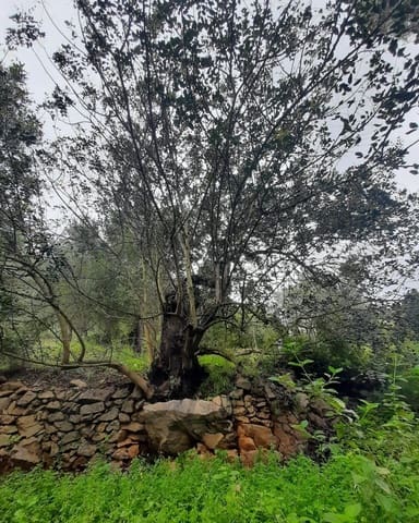 Tomt till salu i El Montgó, Dénia - 100 000 € (Ref: 8727948)