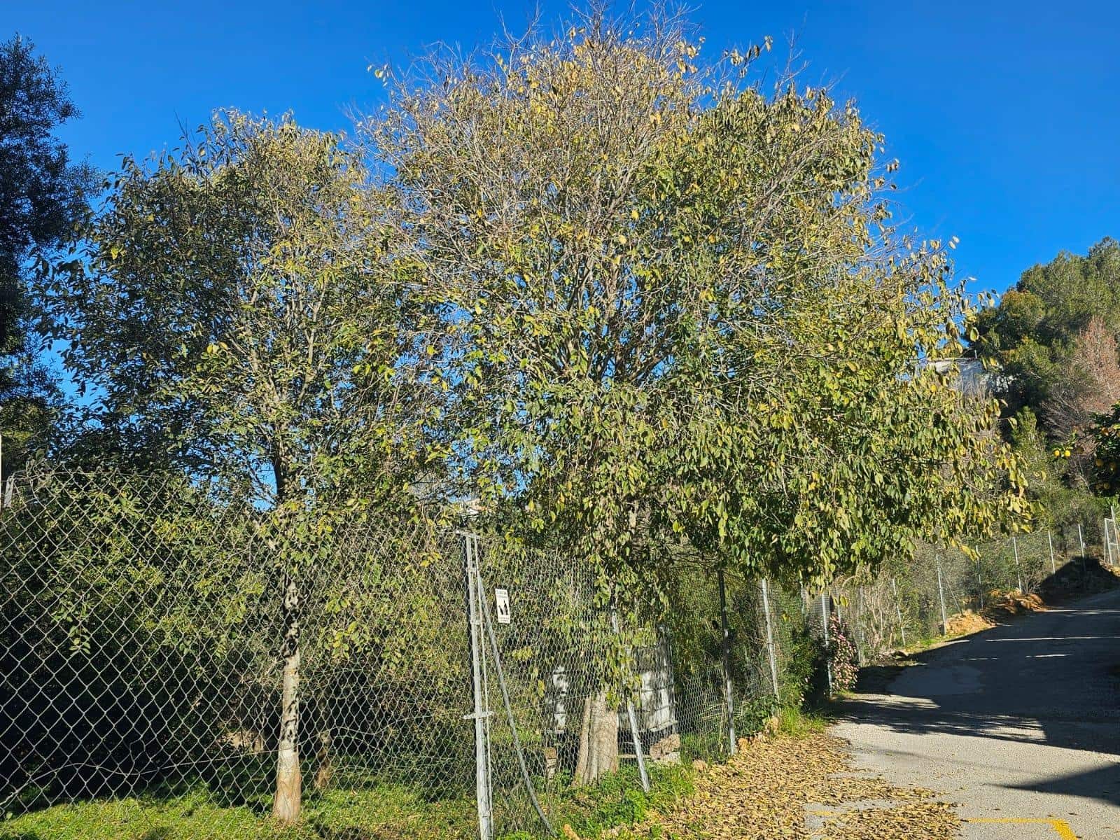 Bouwgrond te koop in Denia - € 100.000 (Ref: 8727948)