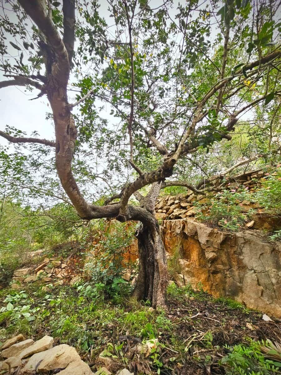 Bouwgrond te koop in Denia - € 120.000 (Ref: 8727949)