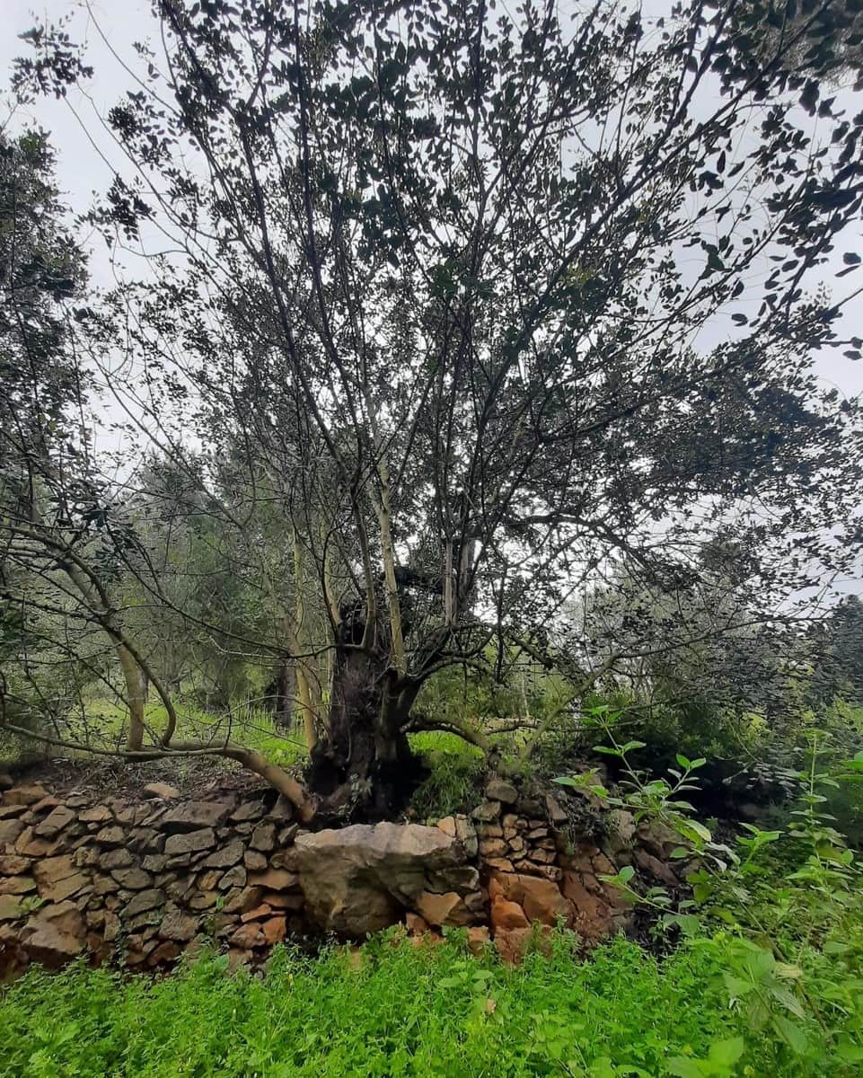 Bouwgrond te koop in Denia - € 120.000 (Ref: 8727949)