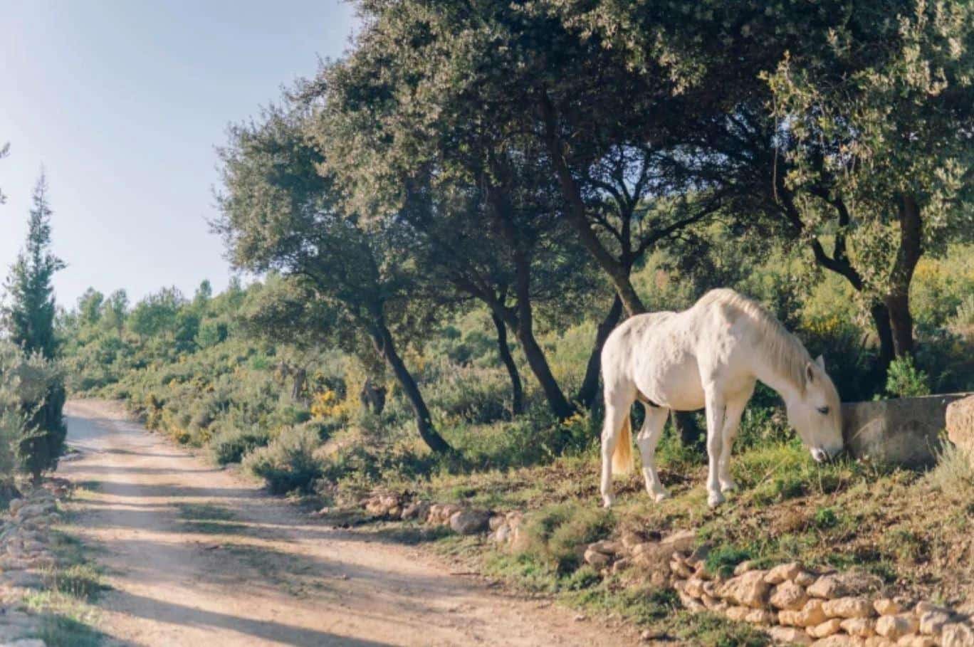 6 Zimmer Finca/Landgut zu verkaufen in Enguera mit Pool Garage - 1.100.000 € (Ref: 9141733)