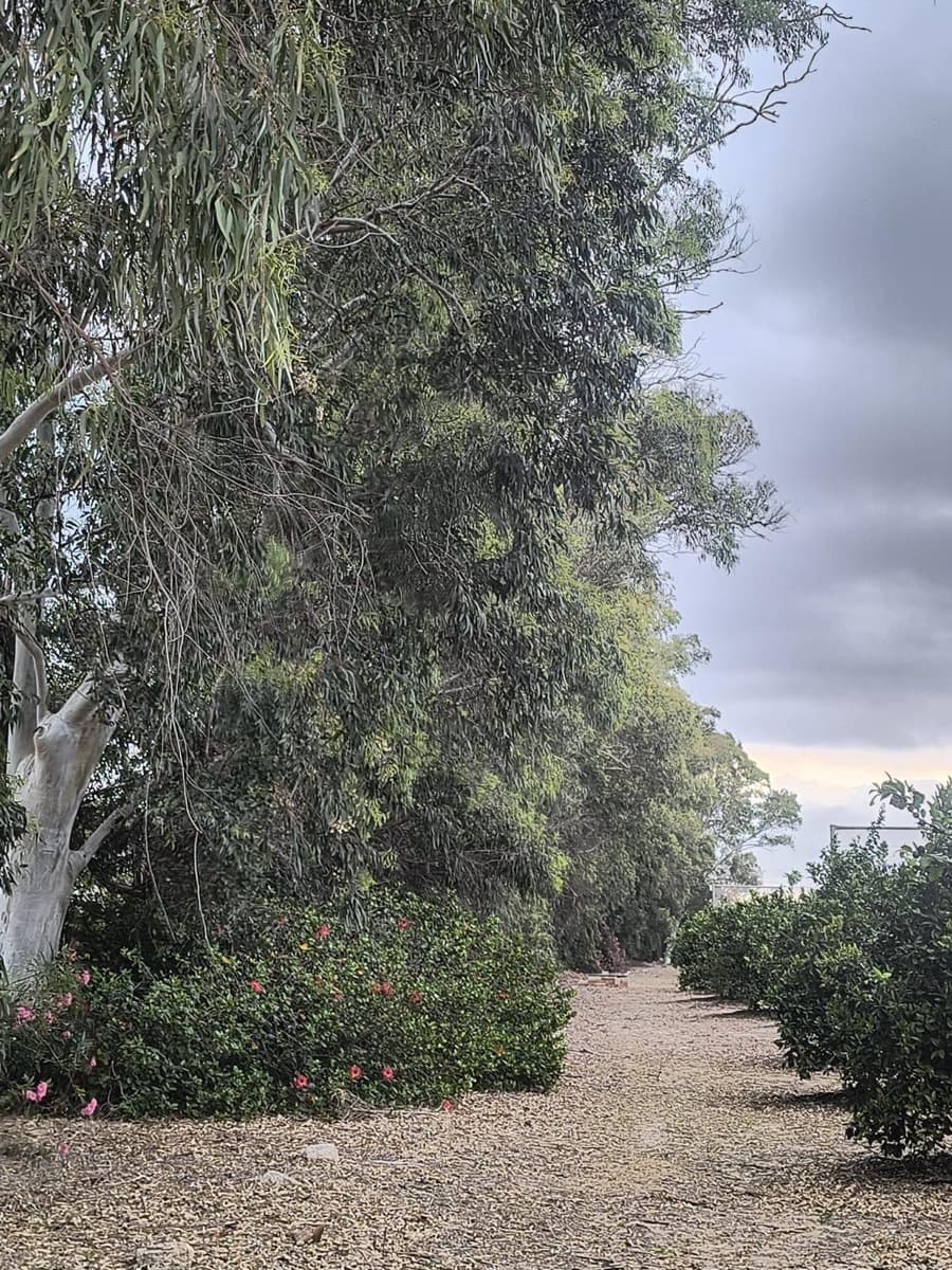 12 soveværelse Finca/Landehus til salg i Cullera med garage - € 4.500.000 (Ref: 9152362)