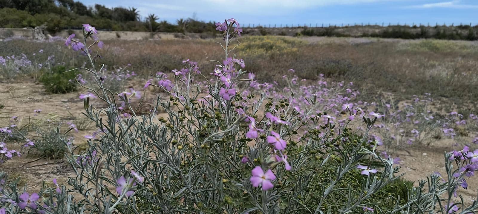 12 sypialnia Finka/Dom wiejski na sprzedaż w Cullera z garażem - 4 500 000 € (Ref: 9152362)