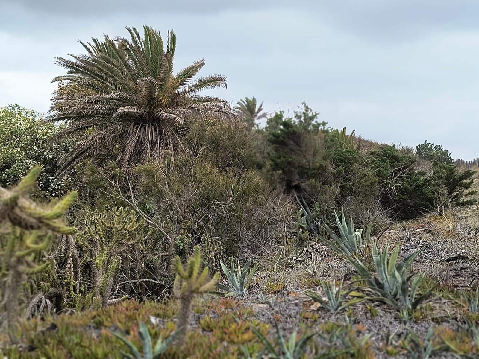 12 sypialnia Finka/Dom wiejski na sprzedaż w Cullera z garażem - 4 500 000 € (Ref: 9152362)