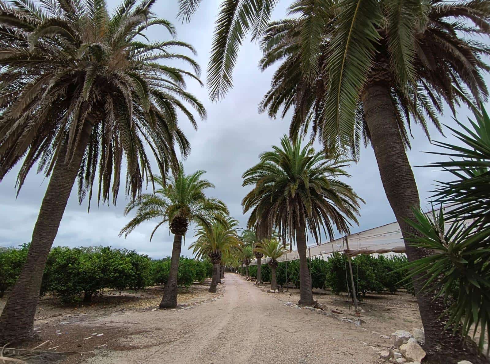 12 sovrum Finca/Hus på landet till salu i Cullera med garage - 4 500 000 € (Ref: 9152362)