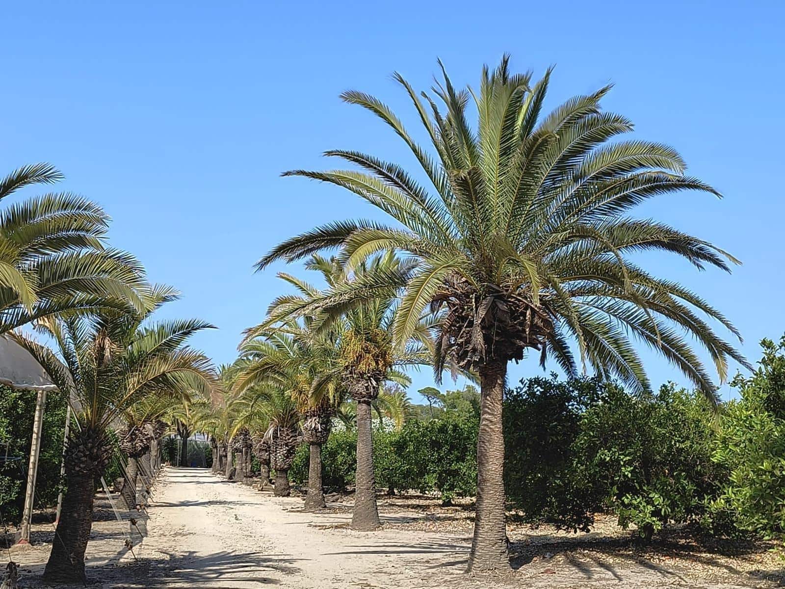 12 sovrum Finca/Hus på landet till salu i Cullera med garage - 4 500 000 € (Ref: 9152362)