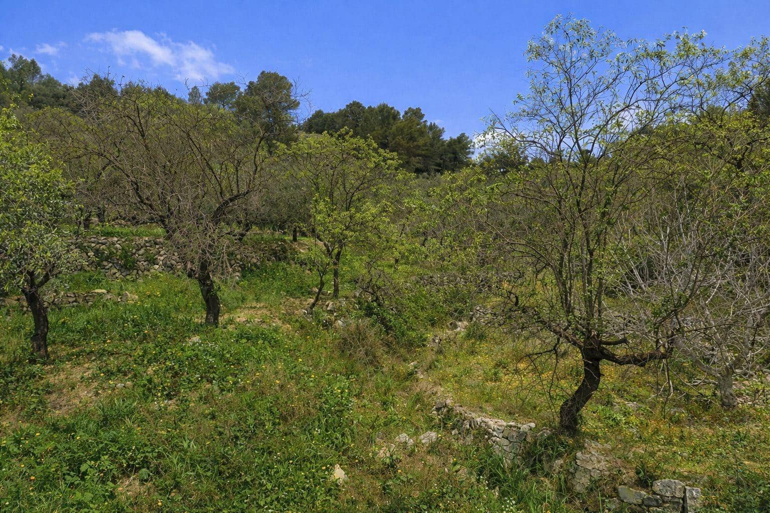 Terreno Não Urbanizado para venda em Castell de Castells - 87 000 € (Ref: 9804493)